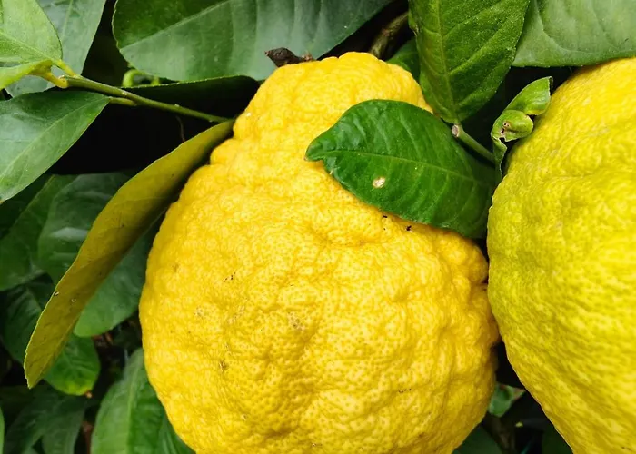 Sea View With Large Garden *